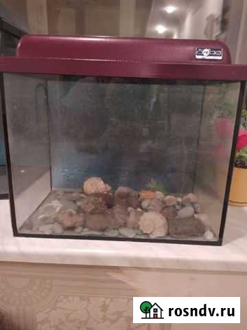 Аквариум Сыктывкар - изображение 1