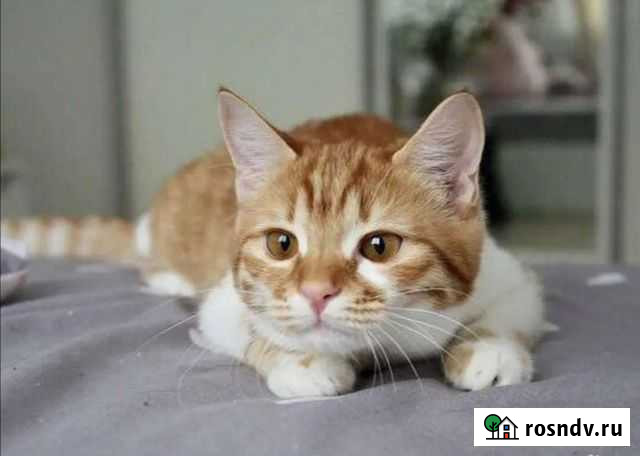 Кошечка Нуждается в новом доме помогите Воронеж - изображение 1