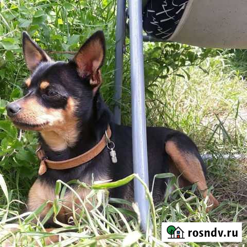 Русский той, вязка. Цена договорная Гостагаевская - изображение 1