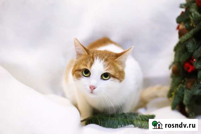 Вишенка, 2 года Балашиха - изображение 1