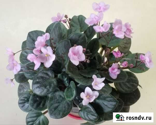 Фиалка (сенполия) Елизово - изображение 1