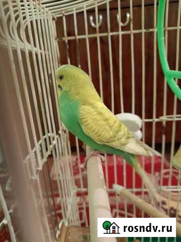 Попугай Белоусово - изображение 1