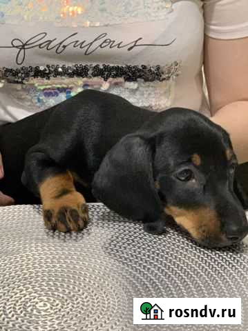 Такса Краснодар - изображение 1