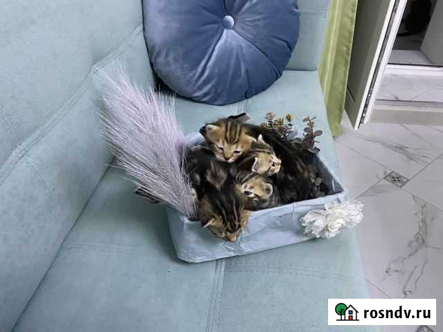 Бенгальские котята Брянск - изображение 1