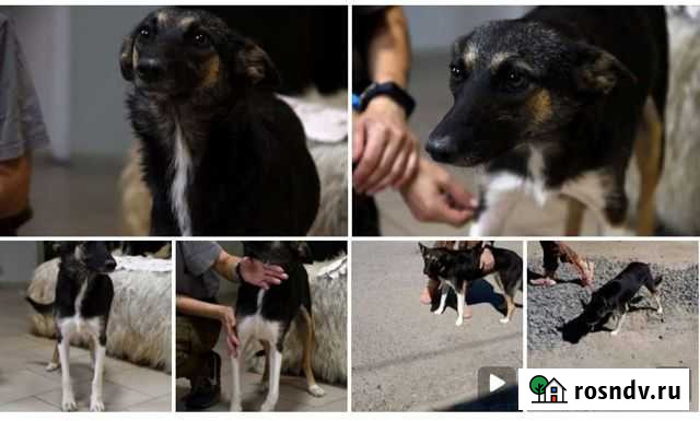 Собака девочка ищет дом Ростов-на-Дону - изображение 1