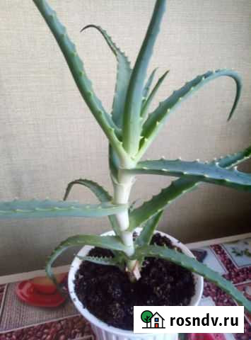 Алоэ Смоленск - изображение 1