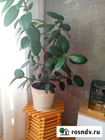 Фикус Брянск - изображение 1