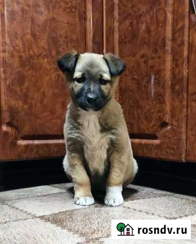 Щенки Авторазбор терьер в добрые руки Донской - изображение 1