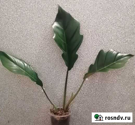 Филодендрон карамель Тольятти - изображение 1