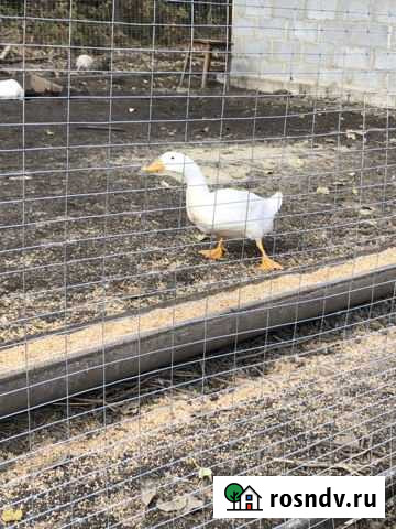 Утка, гусь Москва - изображение 1