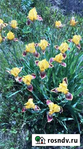 Ирисы Красноярск - изображение 1
