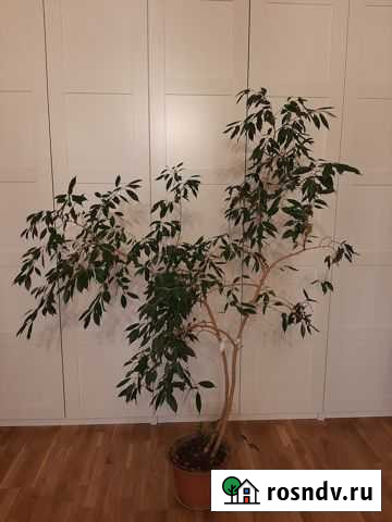 Фикус Уфа - изображение 1