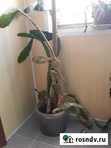 Кактус Опунция Медведовская - изображение 1