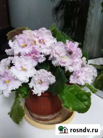 Фиалка Старый Оскол - изображение 1