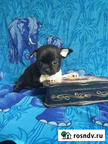 Той-терьеры, карликовый пинчер. Доставка из Челяби Камышлов - изображение 1