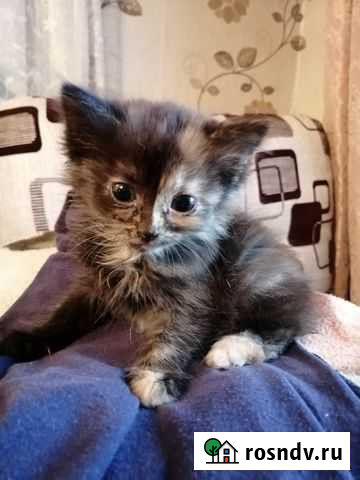 Отдам в добрые руки Буй - изображение 1