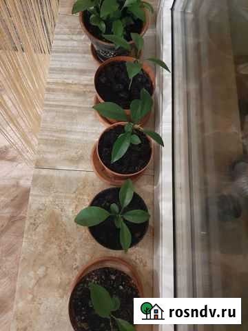 Комнатные Растения (Молочай, мандарин) Курск - изображение 1