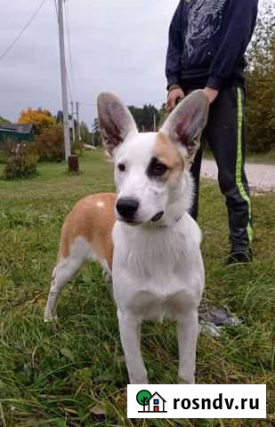 Девочка ищет дом Мелехово - изображение 1