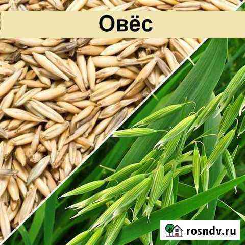 Овес Череповец