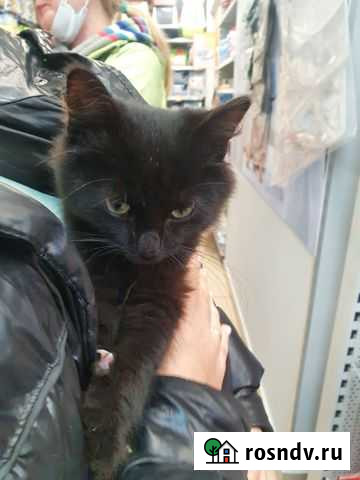 Кошка в дар Ватутинки - изображение 1