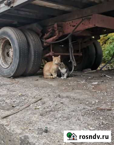 Рыжий кот и мраморный котенок Санкт-Петербург - изображение 1