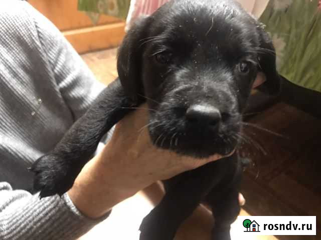 Собака Ивановская - изображение 1