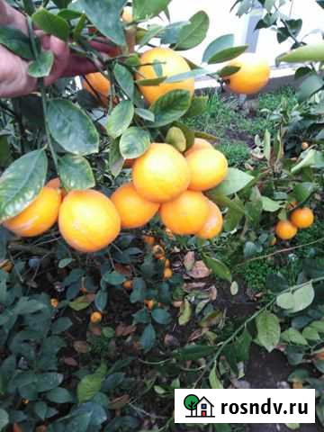 Саженцы лимона,мандарина,апельсина,Лайма, Кумквата Белгород - изображение 1