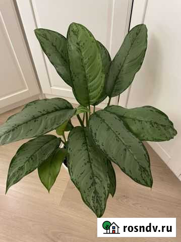 Аглаонема Мурманск - изображение 1