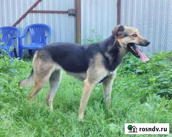 Собака на охрану Нижний Новгород - изображение 1