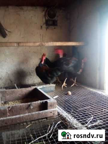 Петухи голошейка Тамбов - изображение 1