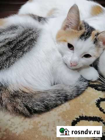 Кошка в дар Тобольск - изображение 1