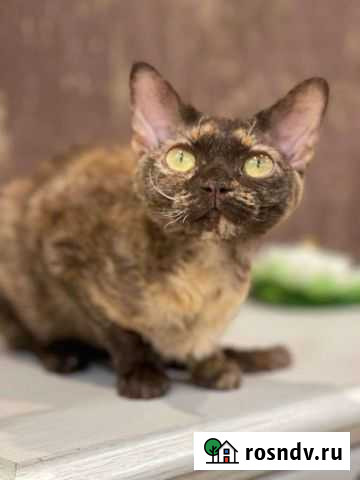 Девон-рекс милейшие Чита - изображение 1