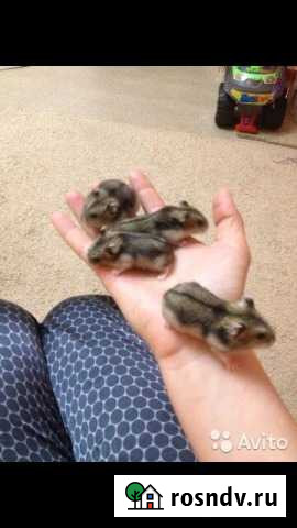 Джунгарские хомячки Клинцы - изображение 1