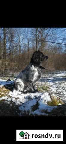 Вязка. Шикарный охотничий пес Калининград - изображение 1