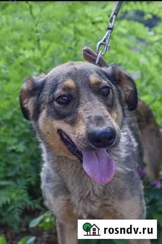 Отличный компаньон в добрые руки Волгодонск - изображение 1