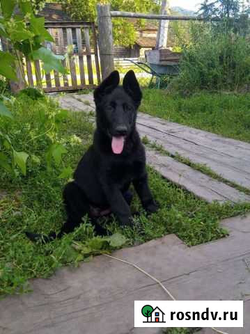 Щенки рабочее разведение Немецкой овчарки Барнаул - изображение 1