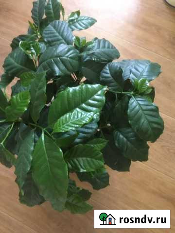 Кофейное дерево Энгельс - изображение 1