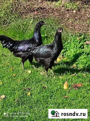 Суматра Москва - изображение 1