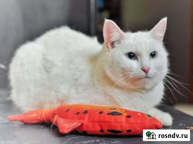 Турецкая ангора Казань - изображение 1