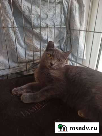 Кошки Балашиха - изображение 1