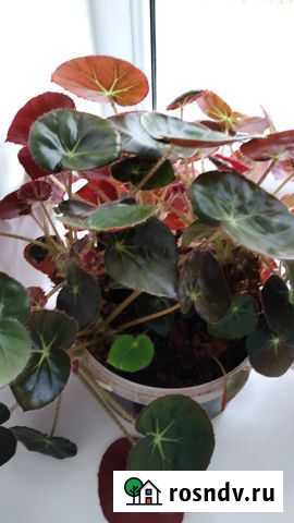 Бегония Казань - изображение 1