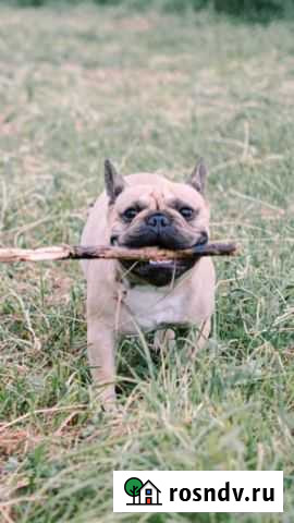 Французский бульдог вязка Тула - изображение 1