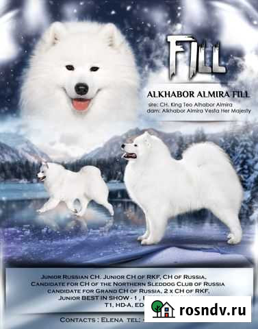 Самоедская лайка для вязки Санкт-Петербург - изображение 1