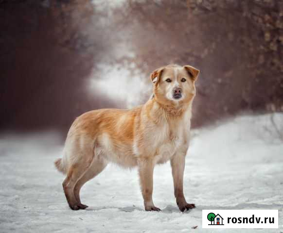 Злата ищет дом Омск - изображение 1