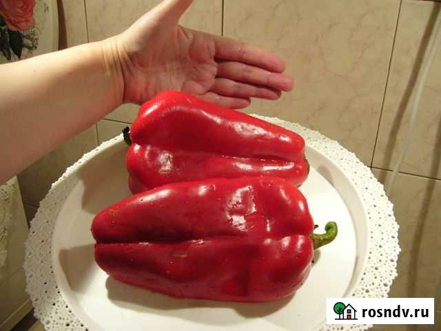 Перец сладкий. Семена Воронеж - изображение 1