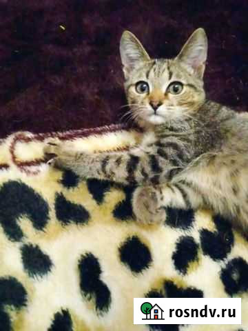 Кот Мурзик ищет дом Набережные Челны - изображение 1