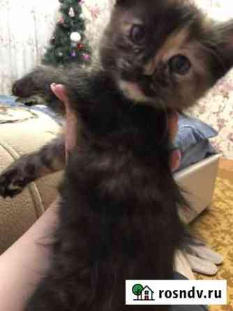 Котята в добрые руки Сызрань