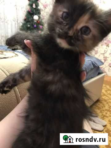 Котята в добрые руки Сызрань - изображение 1