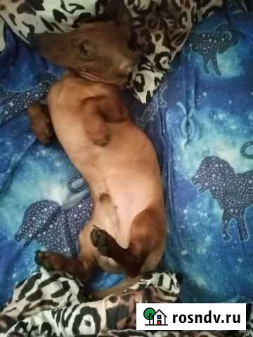 Собака вязка такса Санкт-Петербург - изображение 1