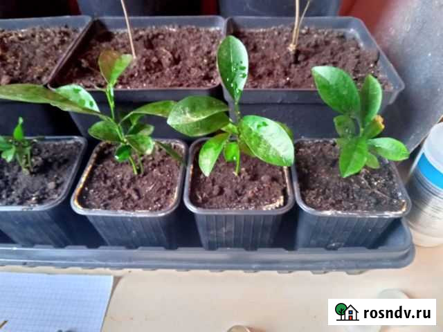 Саженцы мандарина Тольятти - изображение 1